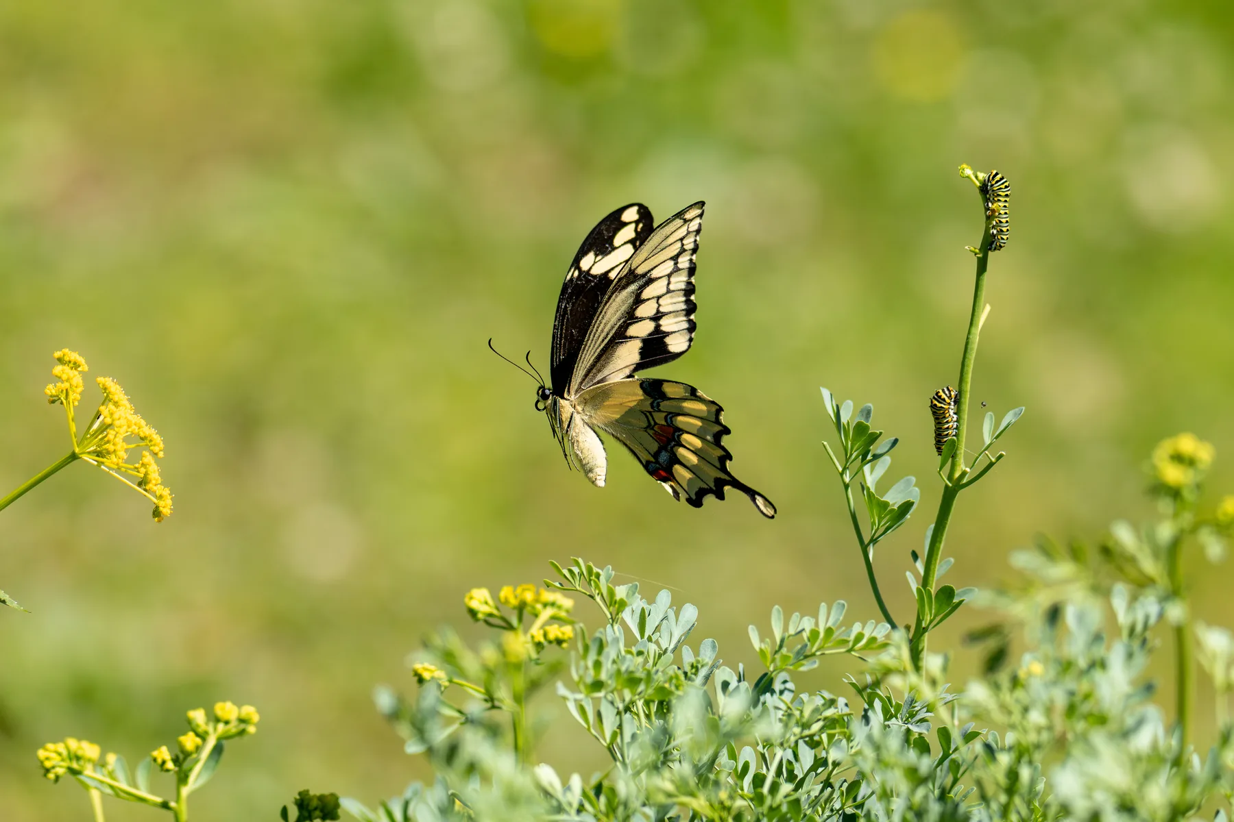 Nature photograph titled 1N7A0662