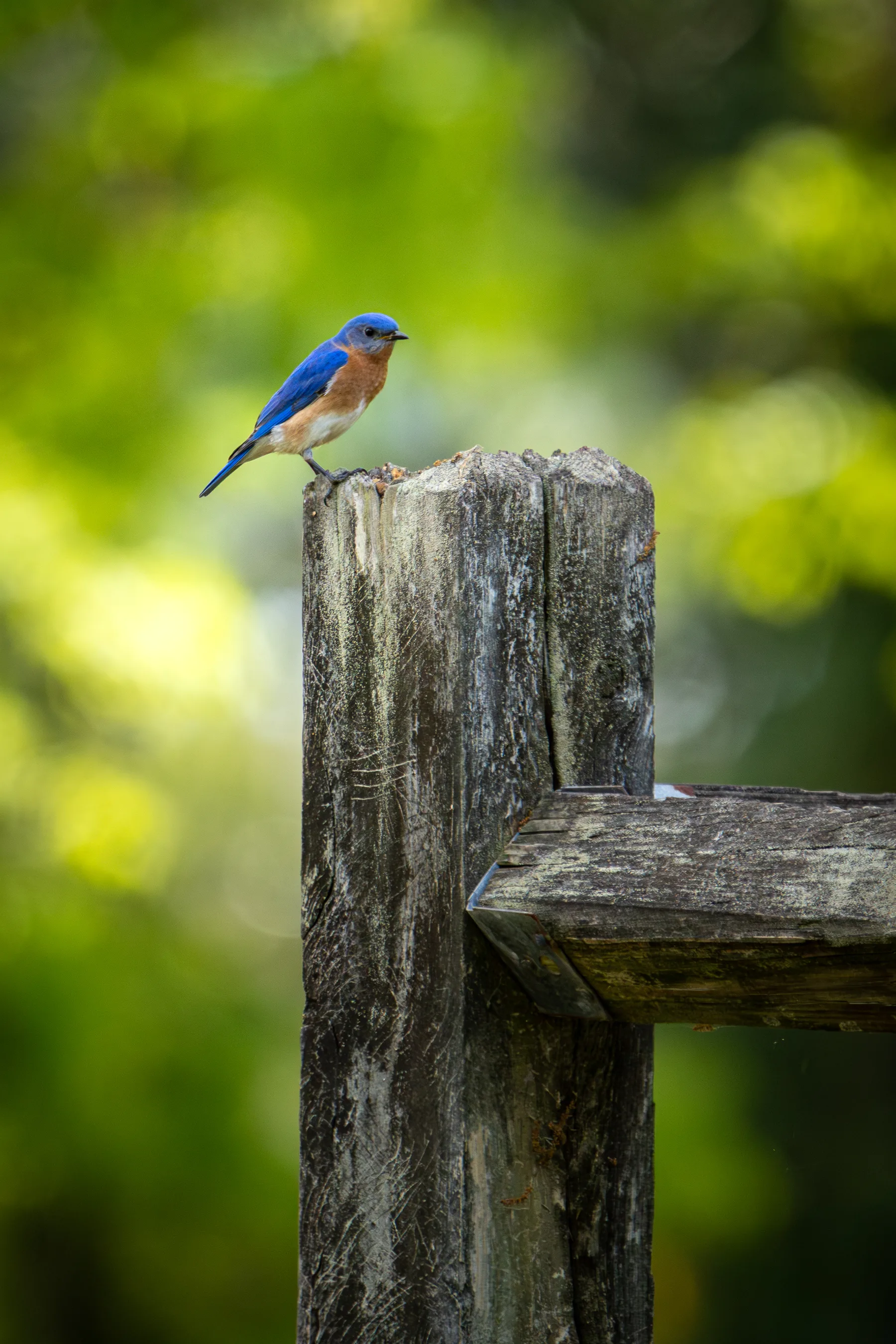 Nature photograph titled 1N7A1150