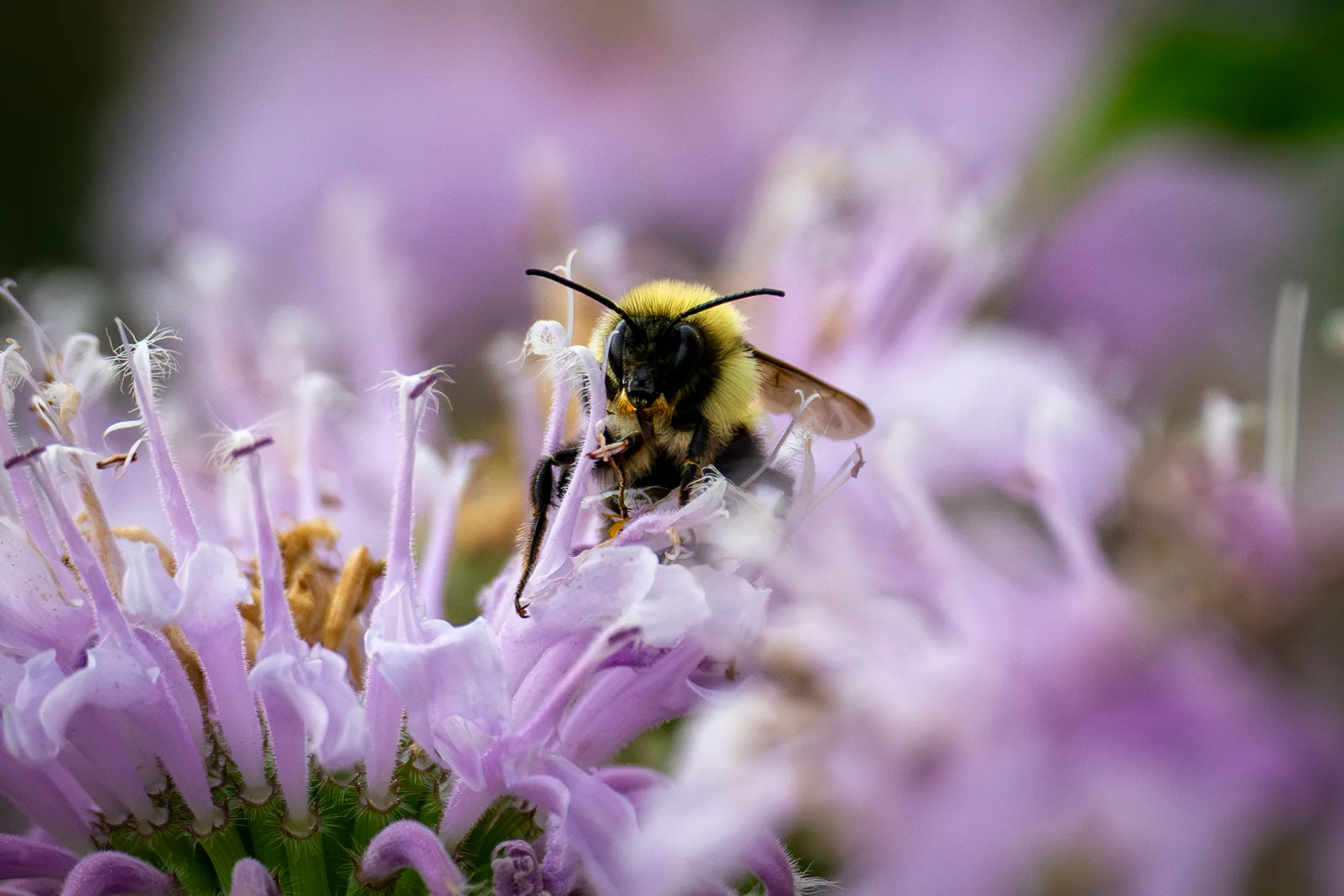 Nature photograph titled 1N7A3178