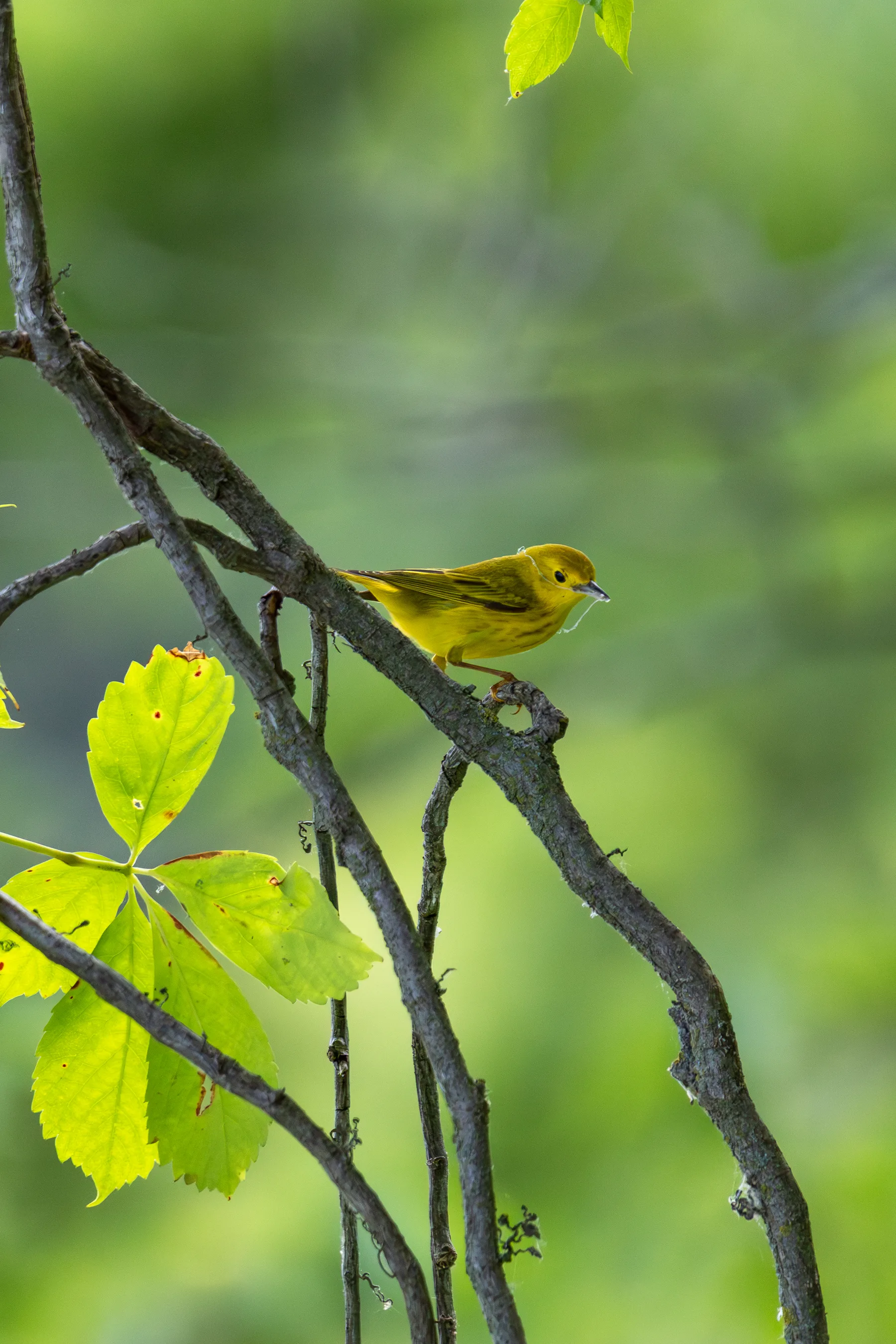Nature photograph titled 1N7A3698