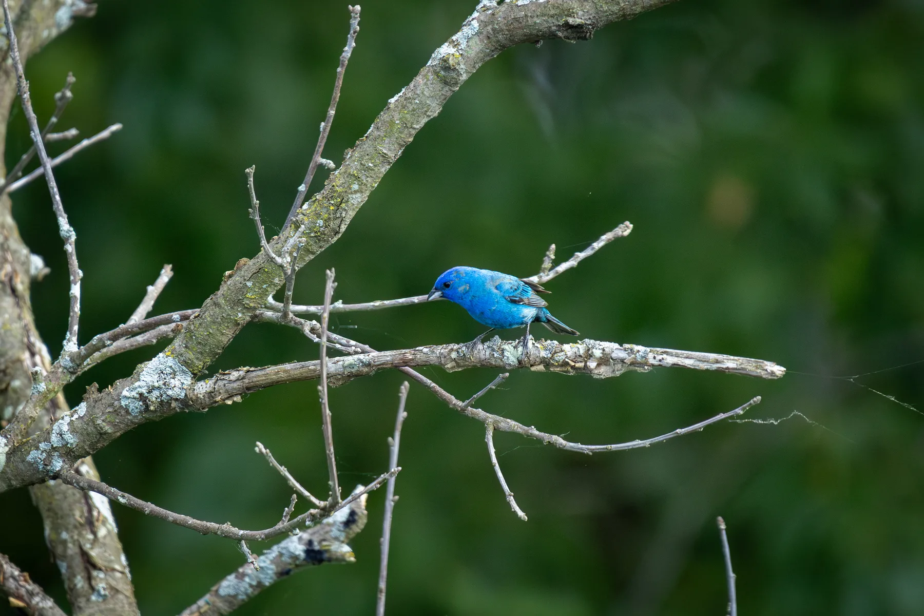 Nature photograph titled 1N7A5534