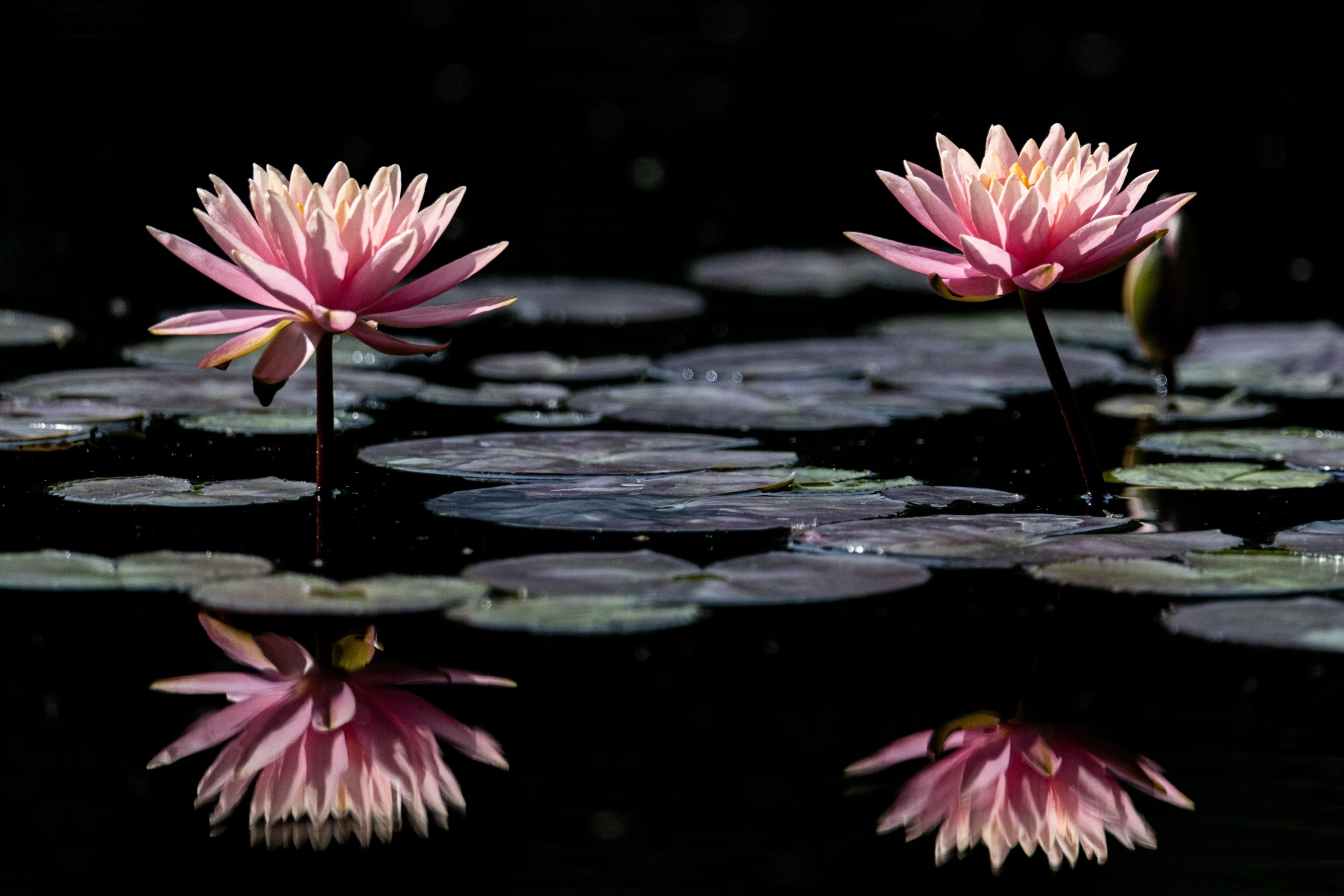 Nature photograph titled 1N7A6325