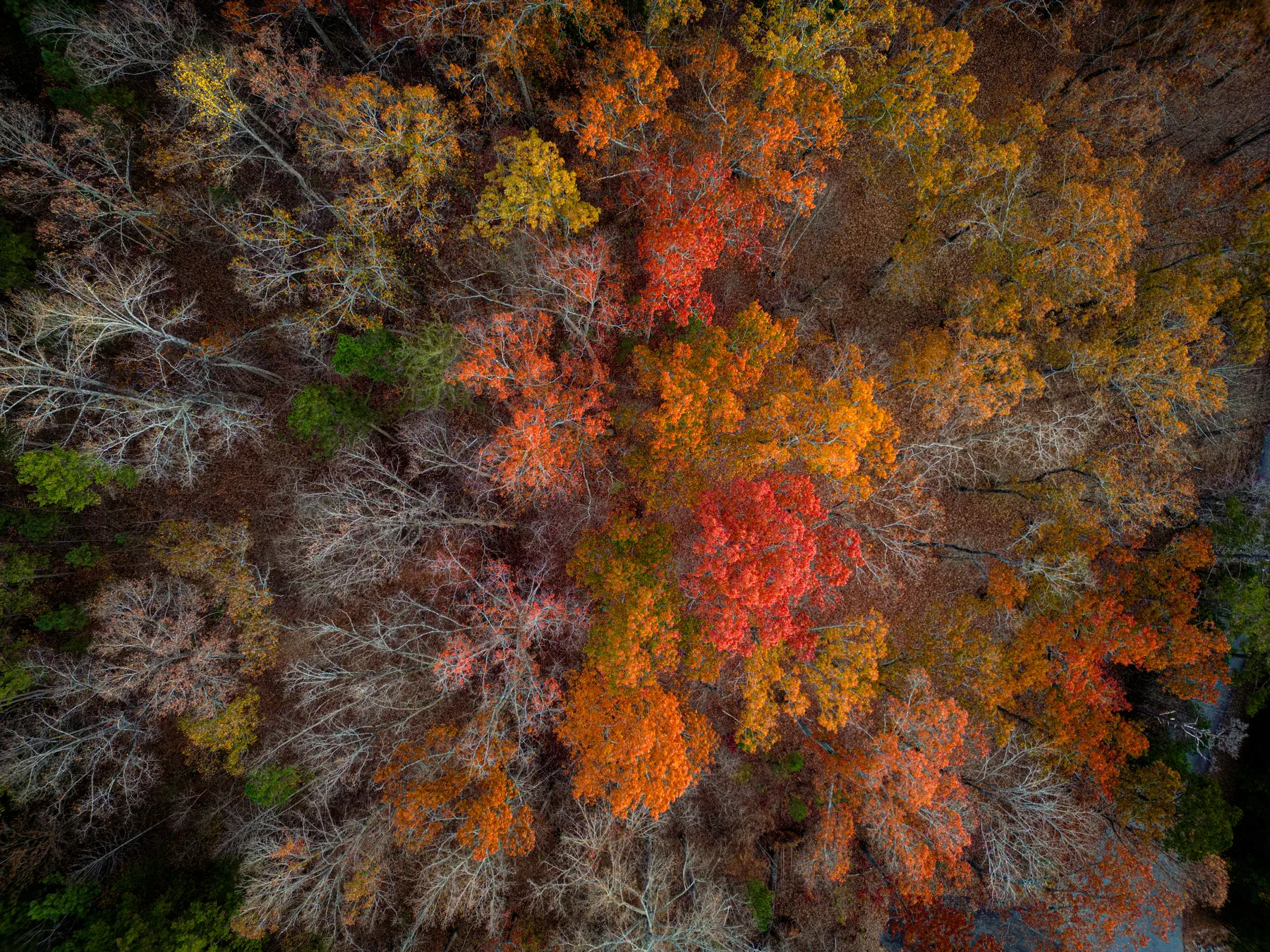 Nature photograph titled Dji Fly 20231124 163014 119 1700865449957 Photo