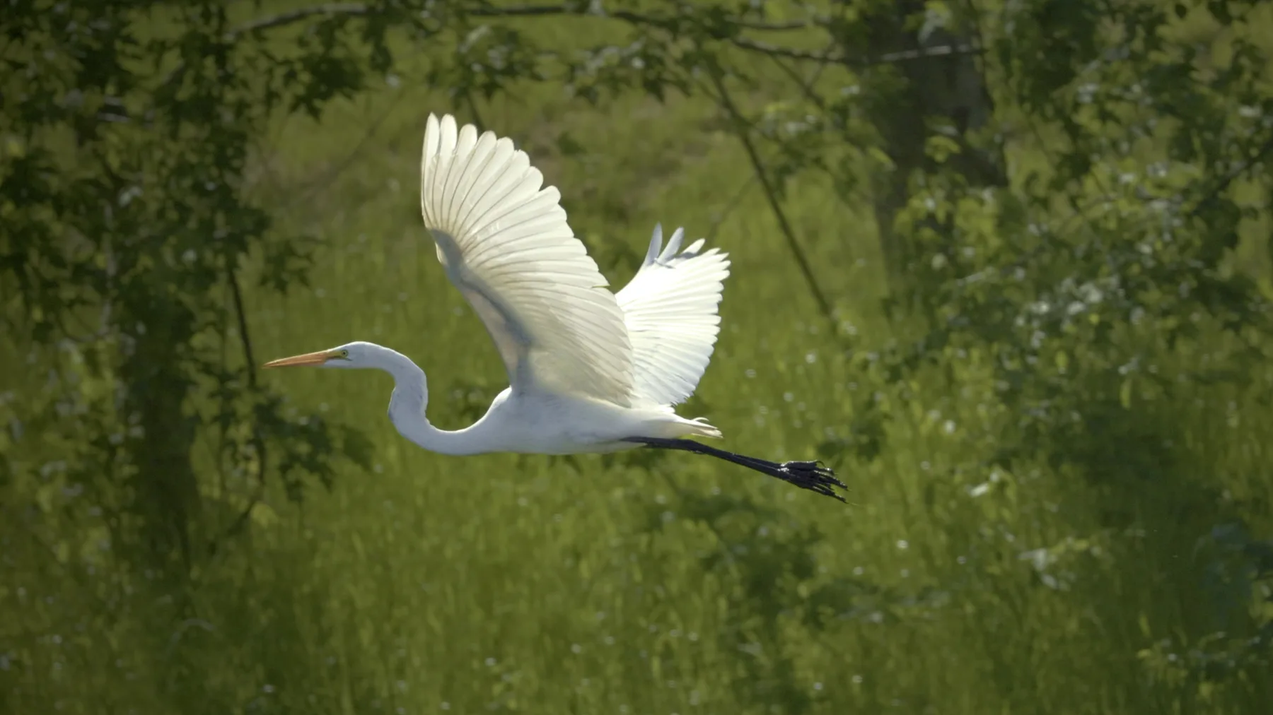 Nature photograph titled Nat1