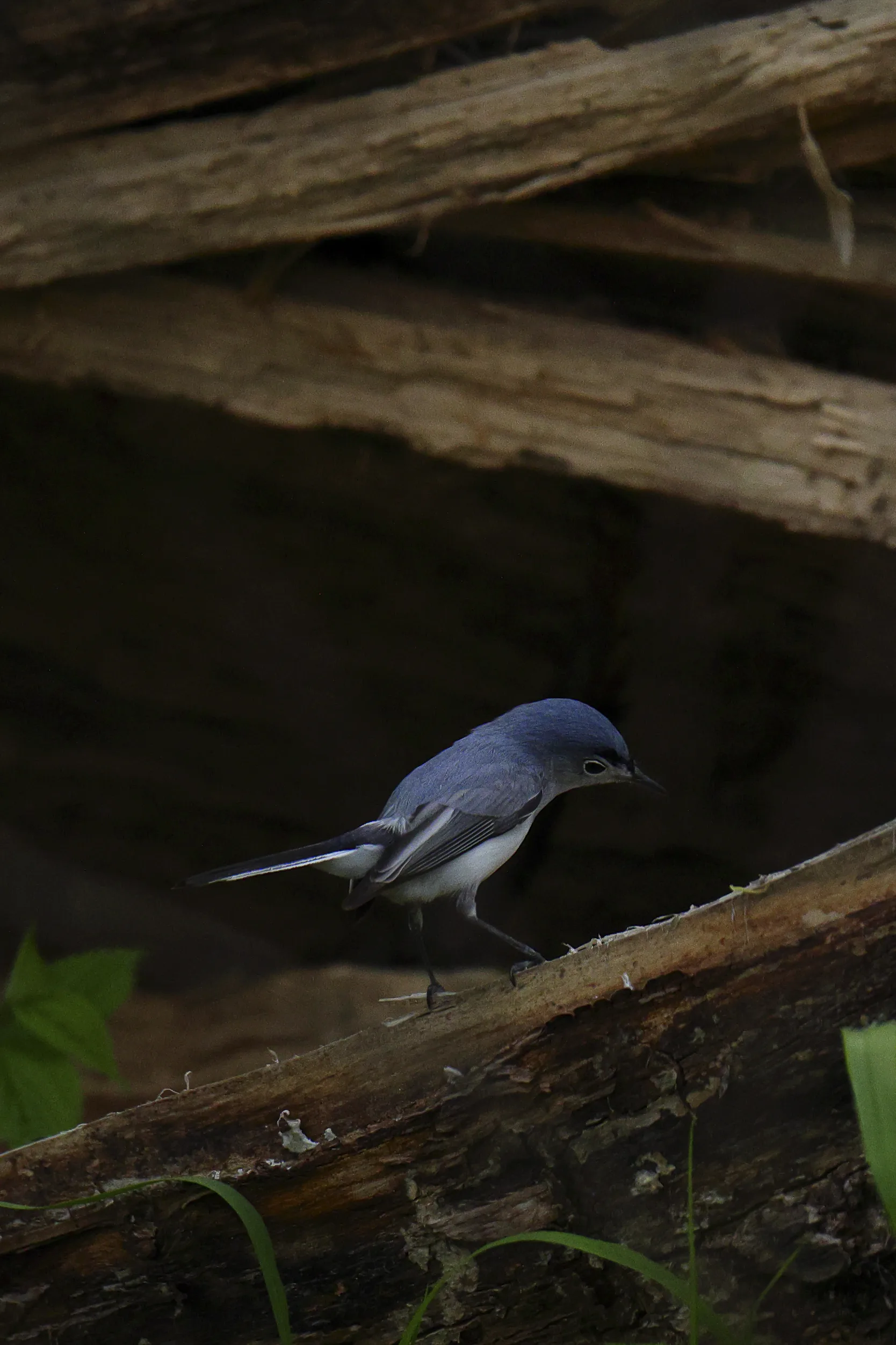 Nature photograph titled Nat2